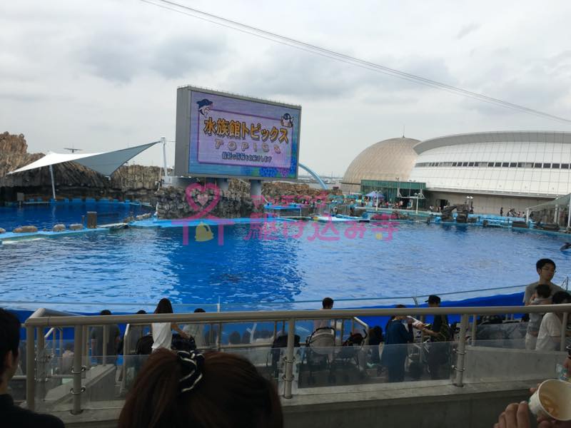 名古屋港水族館のイルカショーの写真