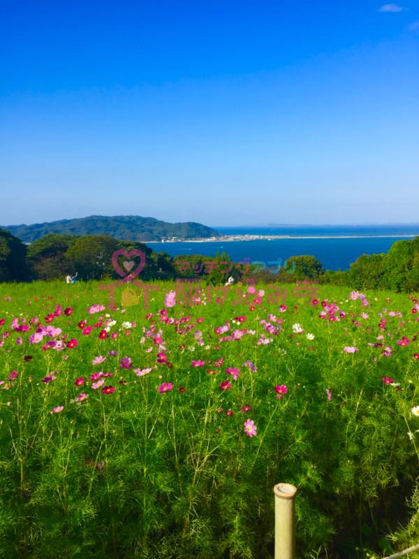 花と海の風景写真