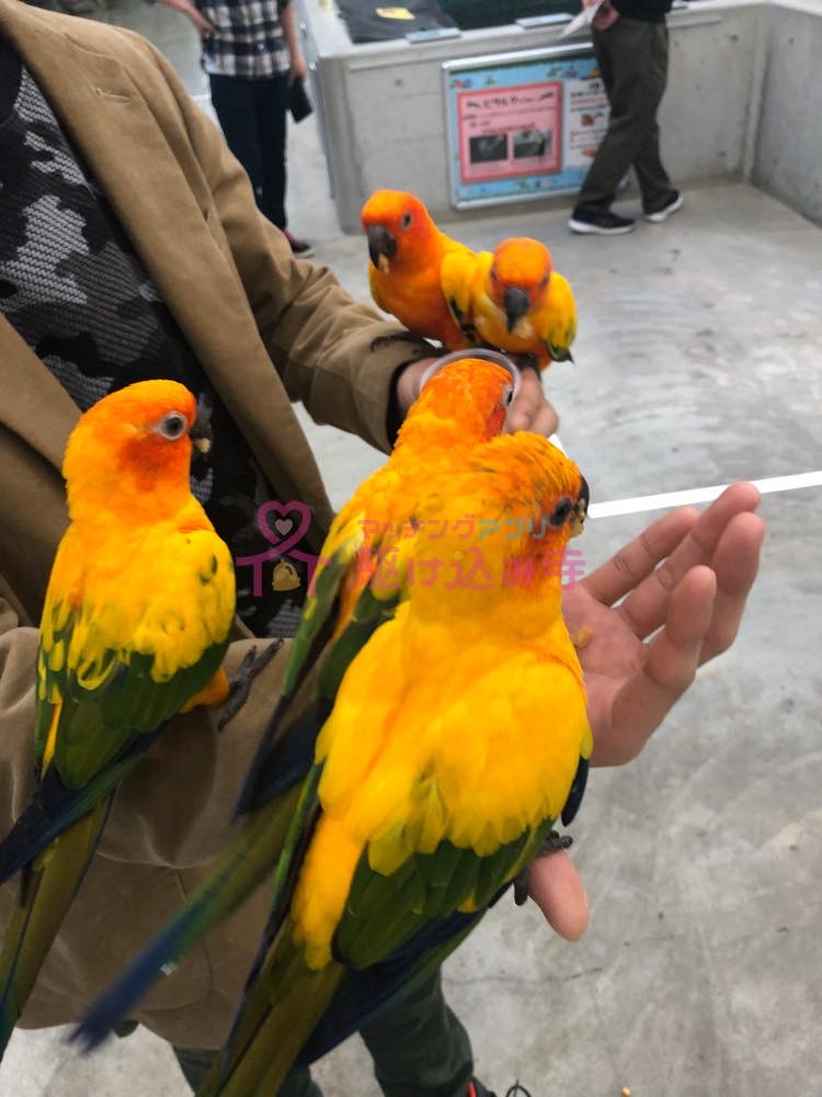 男性が複数の鳥を手にとまらせている写真